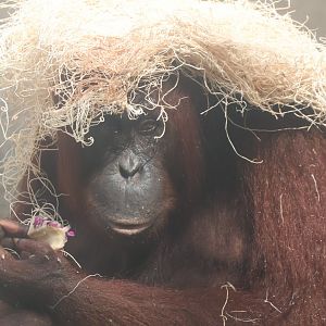Bornean orangutan