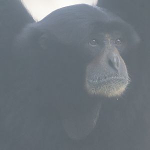 Siamang