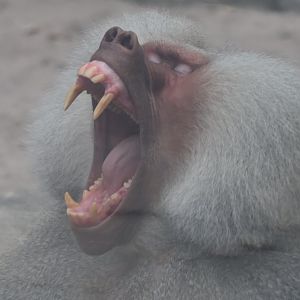 Hamadryas Baboon