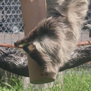 Linne's two Toed sloth