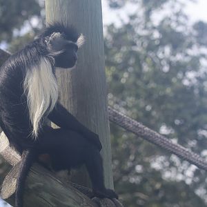 Angolan colobus