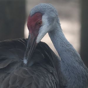 Sandhill crane