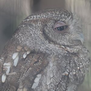 Eastern screech owl