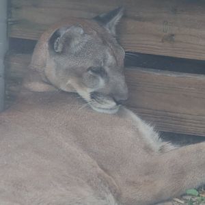 Florida panther