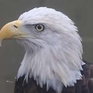 Bald eagle