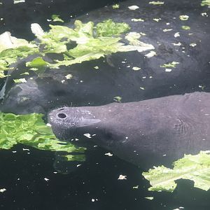 West Indian manatee