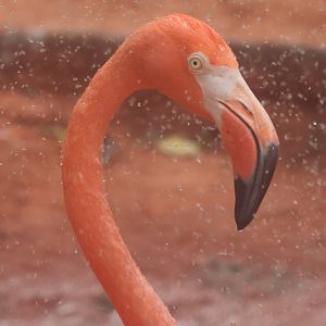 American flamingo