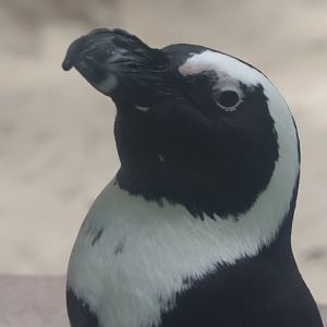 African penguin