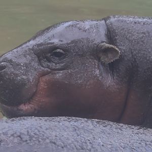 Pygmy hippo