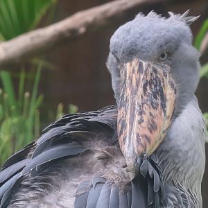 Shoebill stork