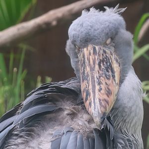 Shoebill stork