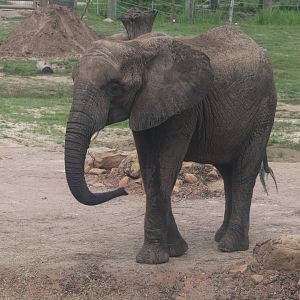 African elephant