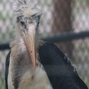 Marabou stork
