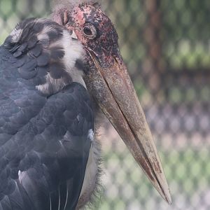 Marabou stork