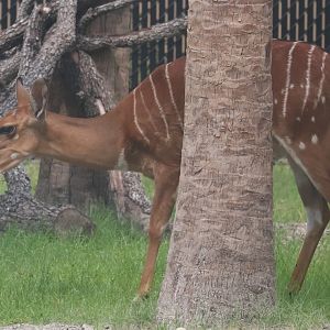 Nyala