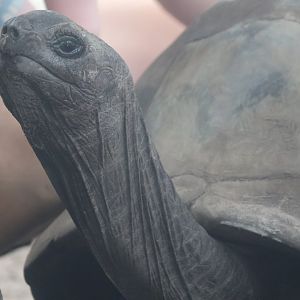 Aldabra giant tortoise
