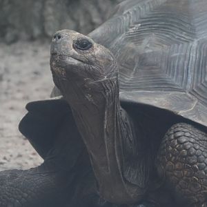 Galapagos giant tortoise