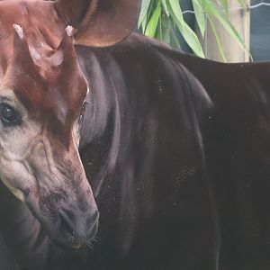 Okapi