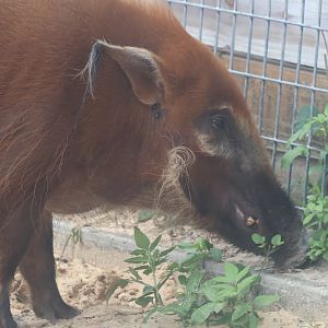 Red river hog