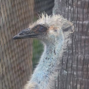 Emu