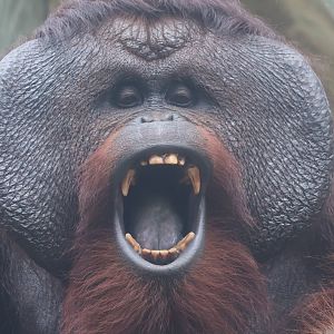 Bornean orangutan