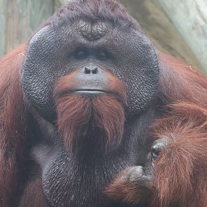 Bornean orangutan