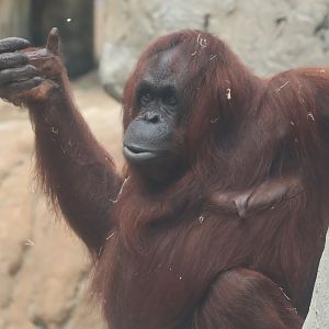 Bornean orangutan
