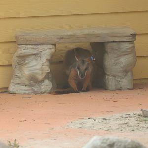 Yellow footed rock wallaby