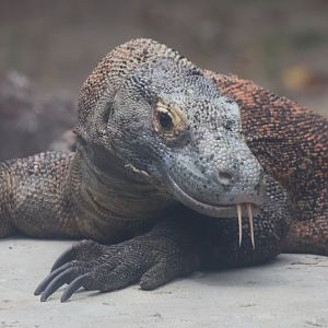 Komodo dragon