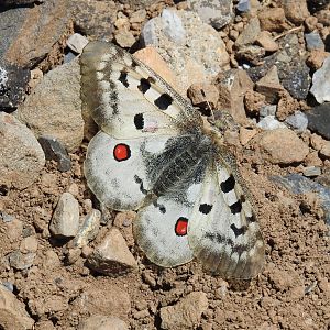 Parnassius apollo