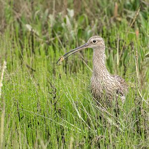 Curlew (wild) UK