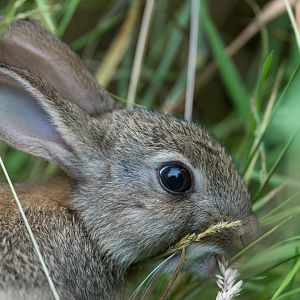 Juvenile Rabbit (wild) UK