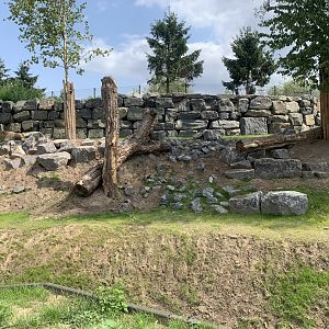 New Golden Takin enclosure