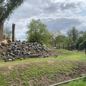 New Golden Takin enclosure