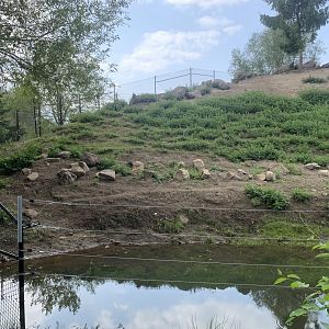 Alpine Ibex enclosure