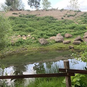 Alpine Ibex enclosure