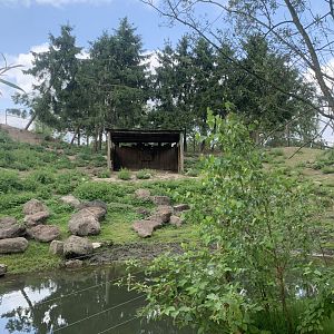 Alpine Ibex enclosure