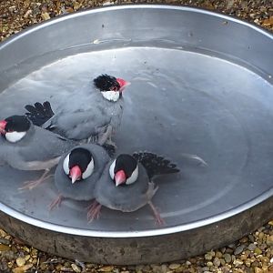 Java Sparrow bath time, 28th July 2025