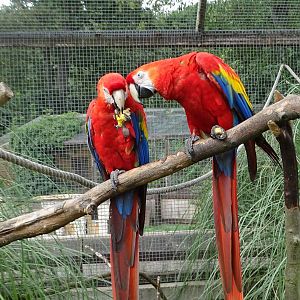 Scarlet Macaws, 28th July 2025