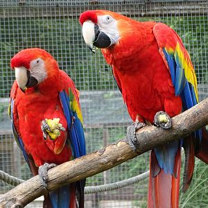 Scarlet Macaws, 28th July 2025
