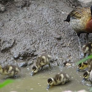 White-faced Whistling Duck and ducklings, 28th July 2025
