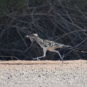 Greater Roadrunner (Geococcyx californianus) with lizard prey