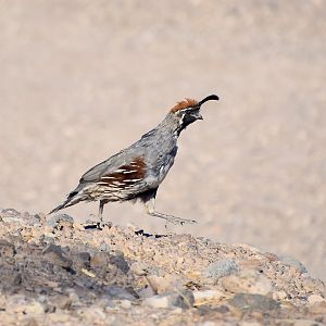 Gambel's Quail (Callipepla gambelii) male