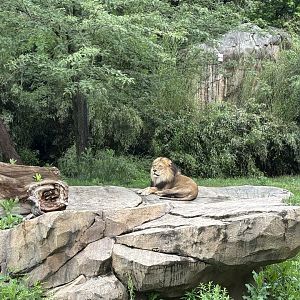 Cincinnati Zoo - Africa - John the Lion