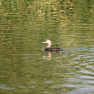 Pied-Billed Grebe (Podilymbus podiceps podiceps)