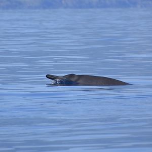 Sowerby's Beaked Whale (Mesoplodon bidens) female displaying beak