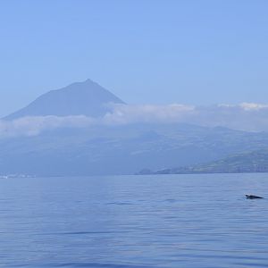Sowerby's Beaked Whale (Mesoplodon bidens) female pointed at Mount Pico