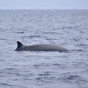 Sowerby's Beaked Whale (Mesoplodon bidens) male showing battle scars