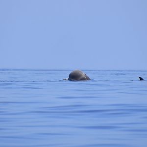 Northern Bottlenose Whale (Hyperoodon ampullatus) spyhopping a bit