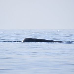 Northern Bottlenose Whale (Hyperoodon ampullatus) surfacing